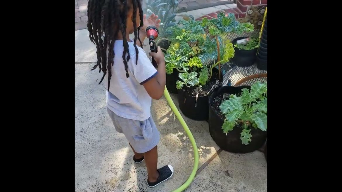 Watering the #kale