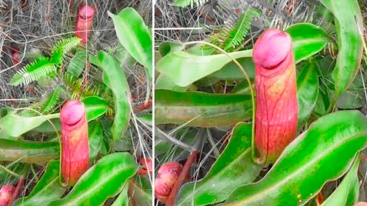 This Plant Looks Strange, Doesn't it?