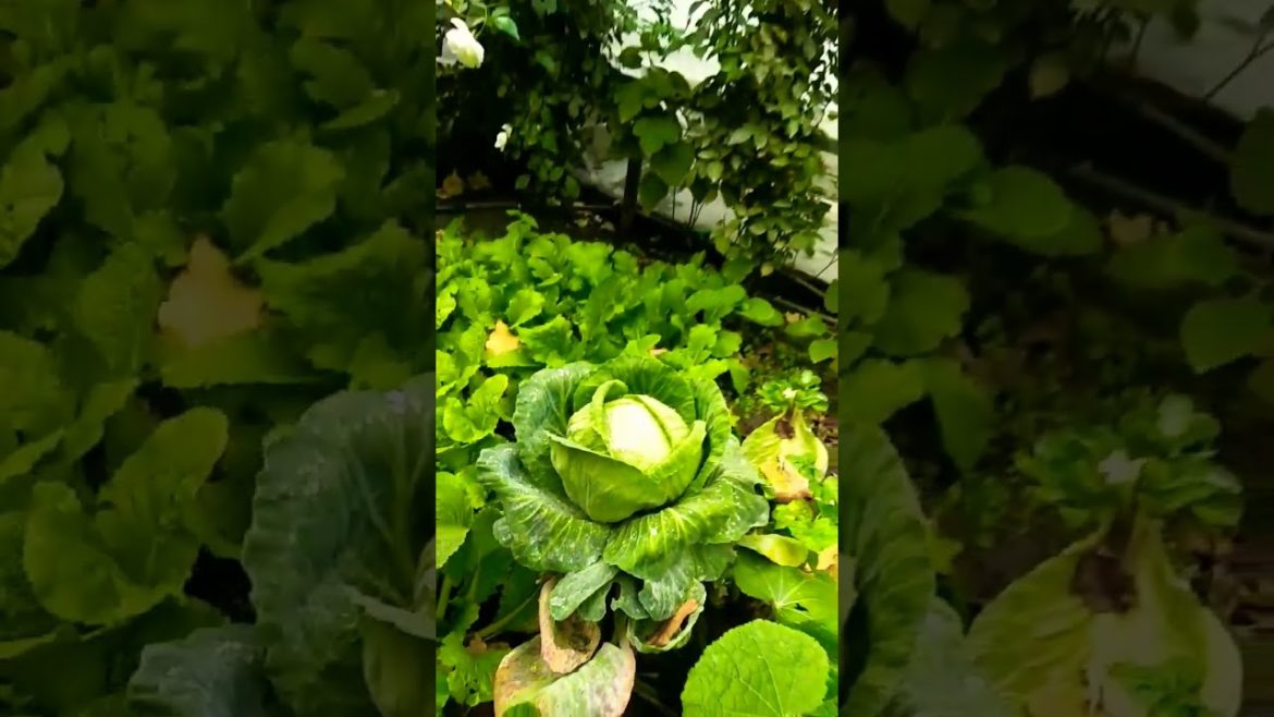 Vegetable 🍀vegetarian #reels #2022 #viral