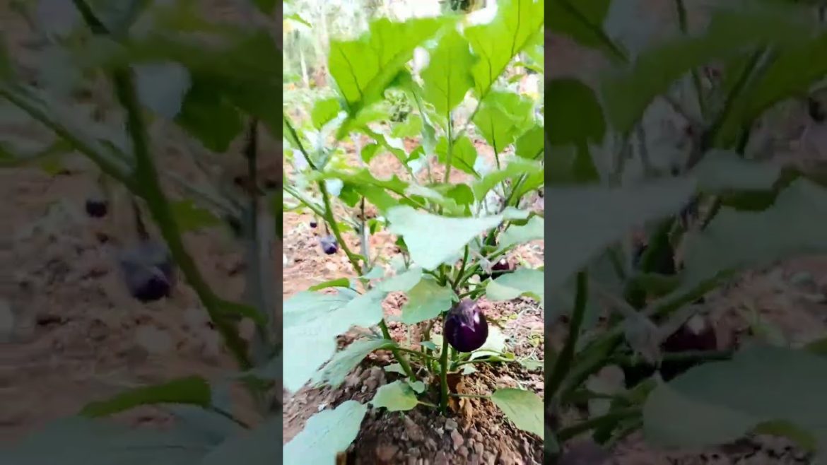 look at the shining of brinjal on my brinjal plant #shorts