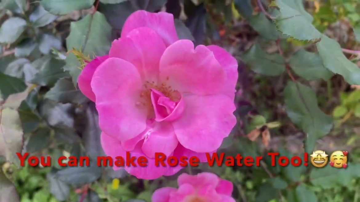 Rose Petals are Edible!🤩🥰