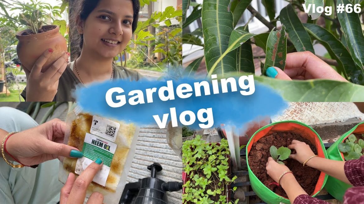 Garden Updates| Gardening Tips for Rainy season | Rakhi Deep