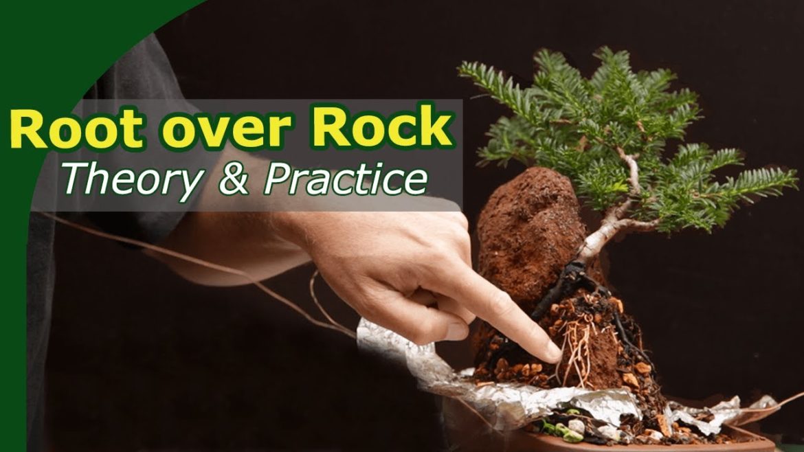 Understand Root over Rock and creating a taxus over rock bonsai Understand Root over Rock and creating a taxus over rock bonsai