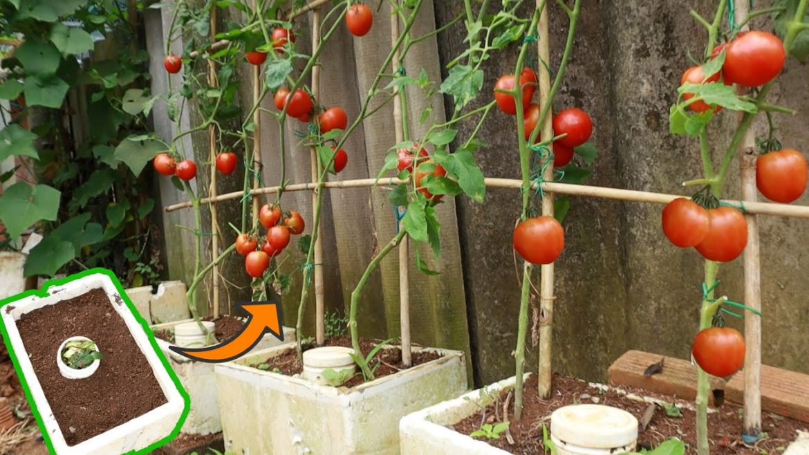 Styrofoam and kitchen waste to grow tomatoes for unexpected results