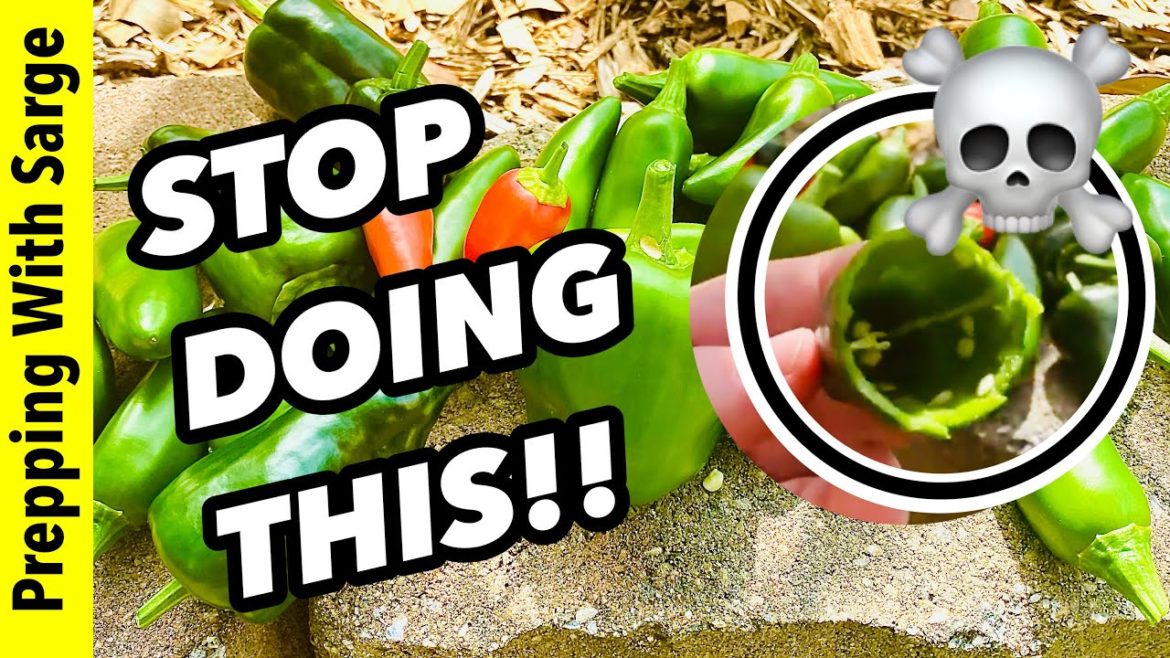 5 Mistakes You Are Making With Your Pepper Plants #gardening #peppers #homesteadingskills