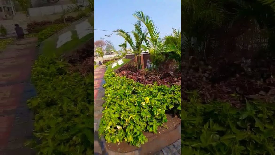 gardening at home /garden plants ideas / design ideas home #viral #shorts #youtubeshorts