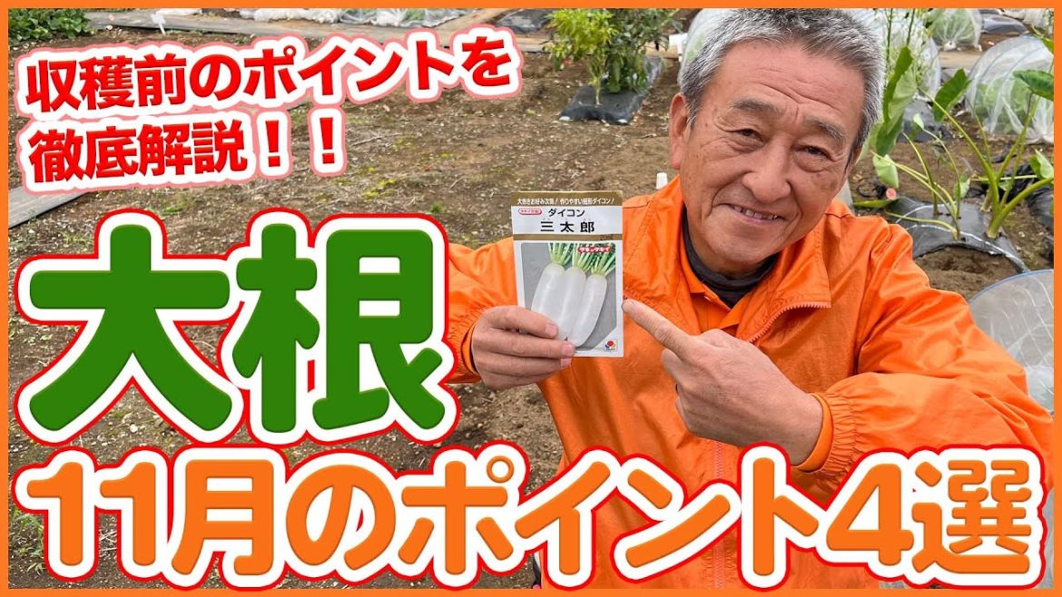 家庭菜園や農園の大根栽培は収穫間近!11月に重要な大根お世話ポイント4選!収穫前に重要な大根の育て方を徹底解説!【農園ライフ】/Tips for Growing Daikon in November 家庭菜園や農園の大根栽培は収穫間近!11月に重要な大根お世話ポイント4選!収穫前に重要な大根の育て方を徹底解説!【農園ライフ】/Tips for Growing Daikon in November