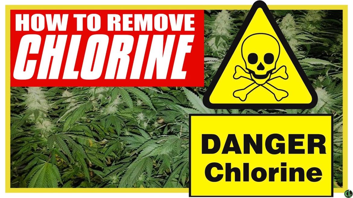 3 Ways to REMOVE CHLORINE From Tap Water For Gardening 3 Ways to REMOVE CHLORINE From Tap Water For Gardening