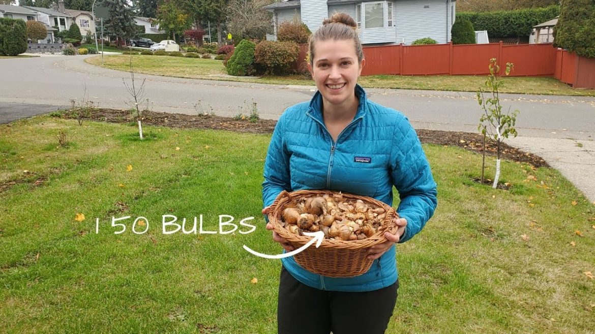 Planting Fall Flower Bulbs | tulips, crocuses and snow drops