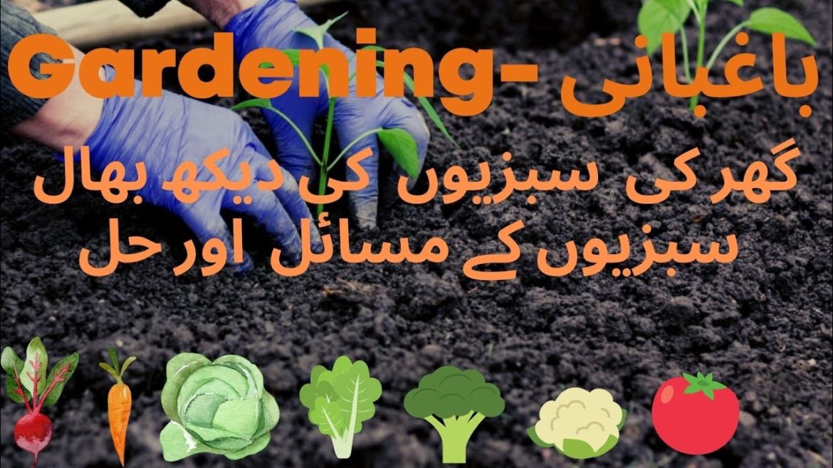 گھر کی سبزیوں کی دیکھ بھال I Home vegetable care I Home Gardening گھر کی سبزیوں کی دیکھ بھال I Home vegetable care I Home Gardening