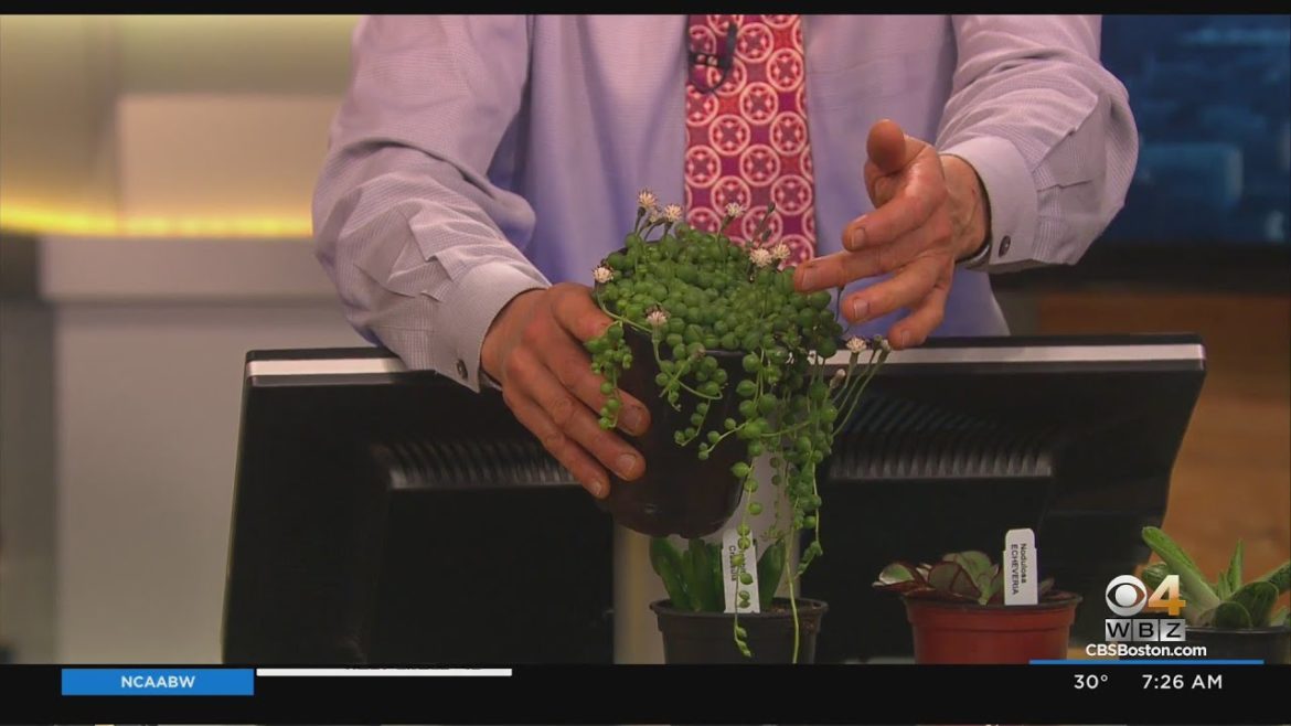 Gardening Tips: Winter Succulents