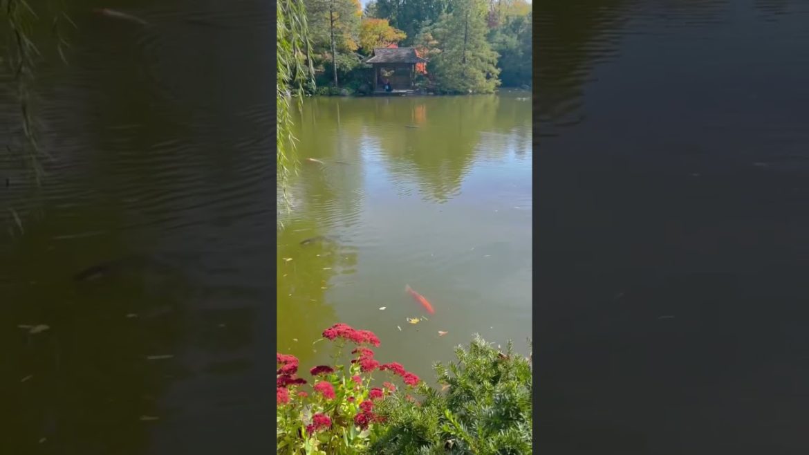 Wow 💙 Koi fish | Anderson Japanese Garden #shorts #garden #rockford