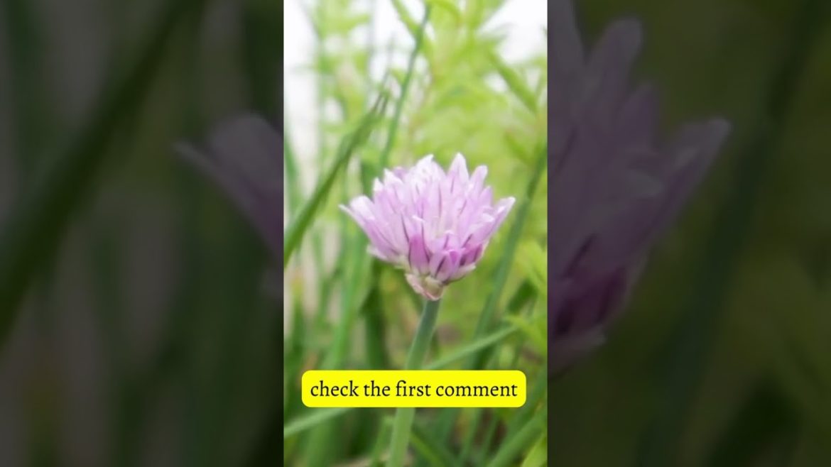 Why Kitchen Garden Is Important #shorts Why Kitchen Garden Is Important #shorts