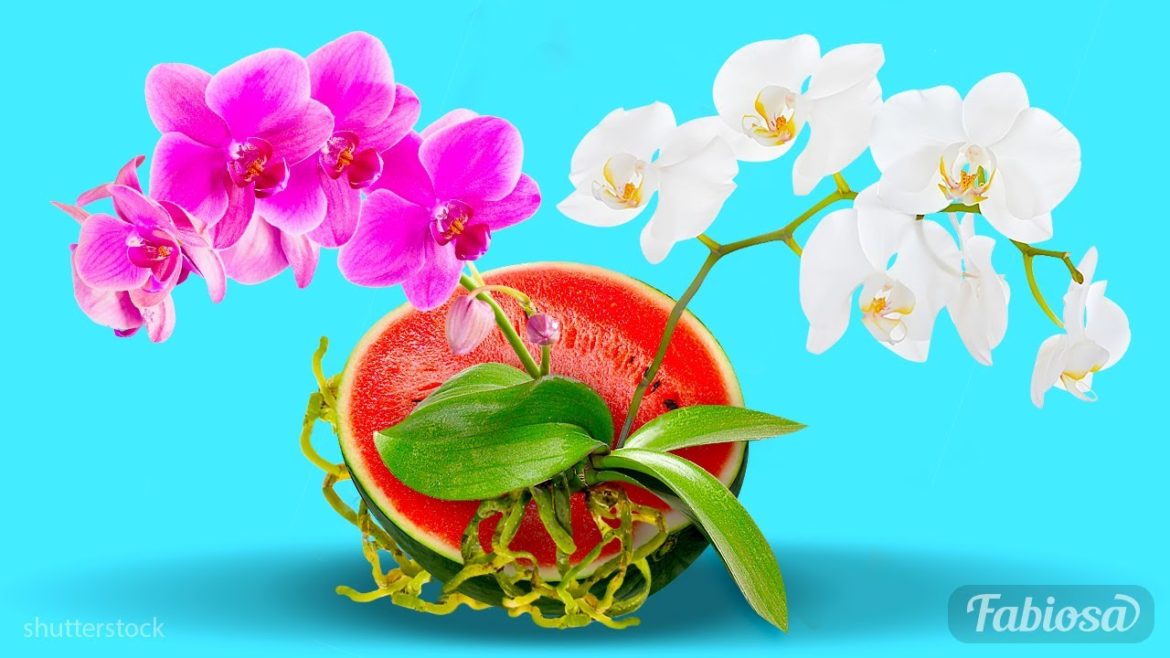 How to make orchids bloom all year: Easy gardening tips How to make orchids bloom all year: Easy gardening tips