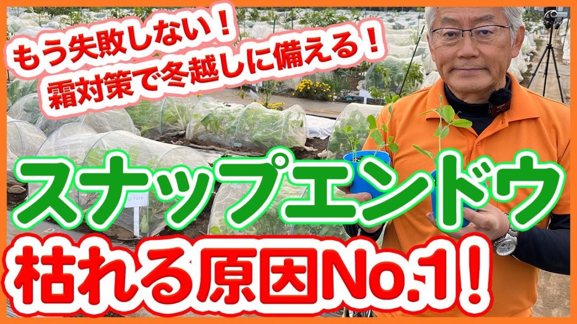 家庭菜園や農園のスナップ栽培で枯れる原因No1!?もう失敗しない!枯れずに冬越しするエンドウの育て方を徹底解説!【農園ライフ】/Tips for not failing with snap peas. 家庭菜園や農園のスナップ栽培で枯れる原因No1!?もう失敗しない!枯れずに冬越しするエンドウの育て方を徹底解説!【農園ライフ】/Tips for not failing with snap peas.