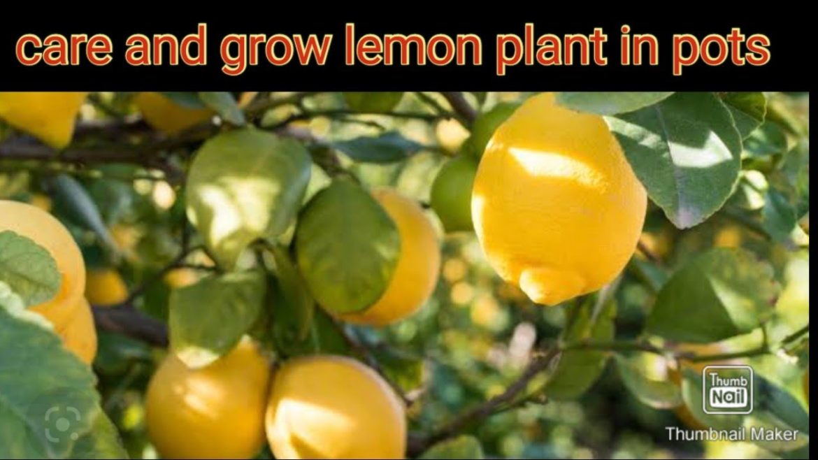lemon plant care tips and growing tricks in pots #lemonplant #garden #oxygenGardeningwithrana