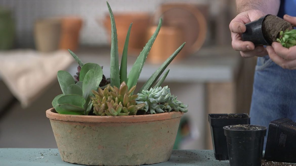 Succulent Container Gardening with the Grumpy Gardener | Southern Living Succulent Container Gardening with the Grumpy Gardener | Southern Living