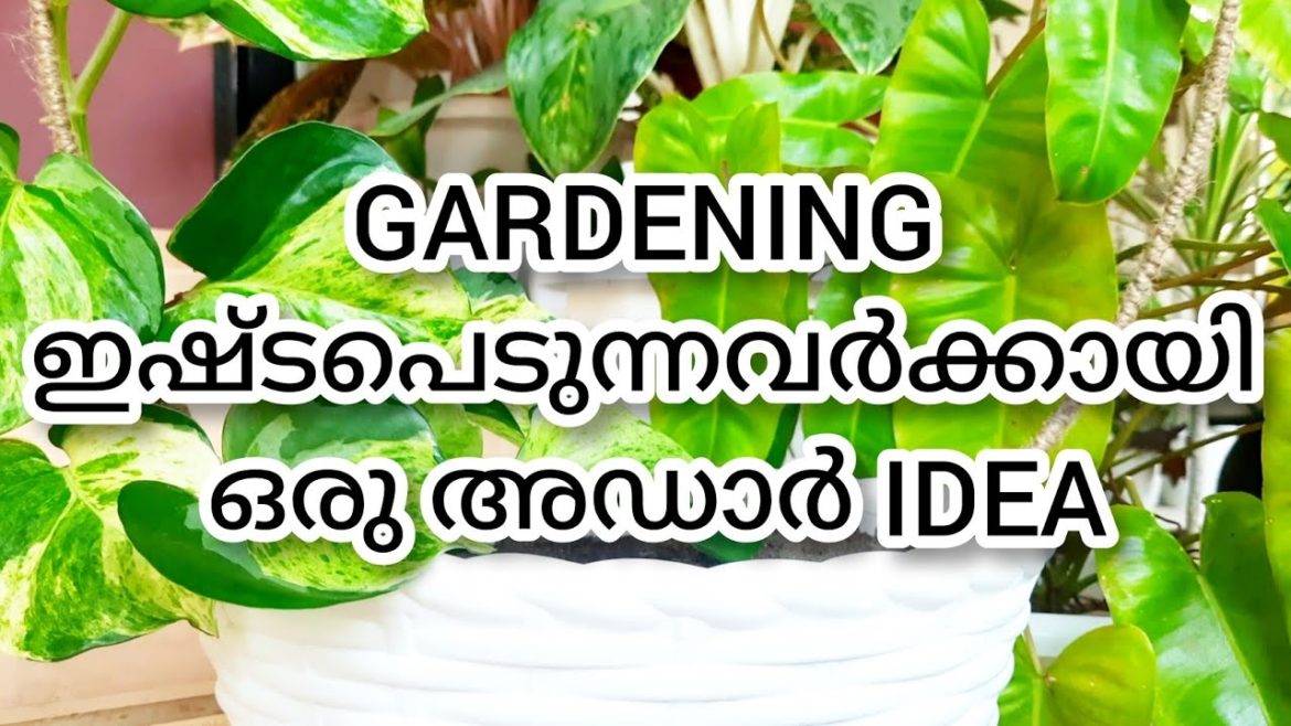 Creative garden Idea | Simple idea for garden | gardening tips | Garden tour