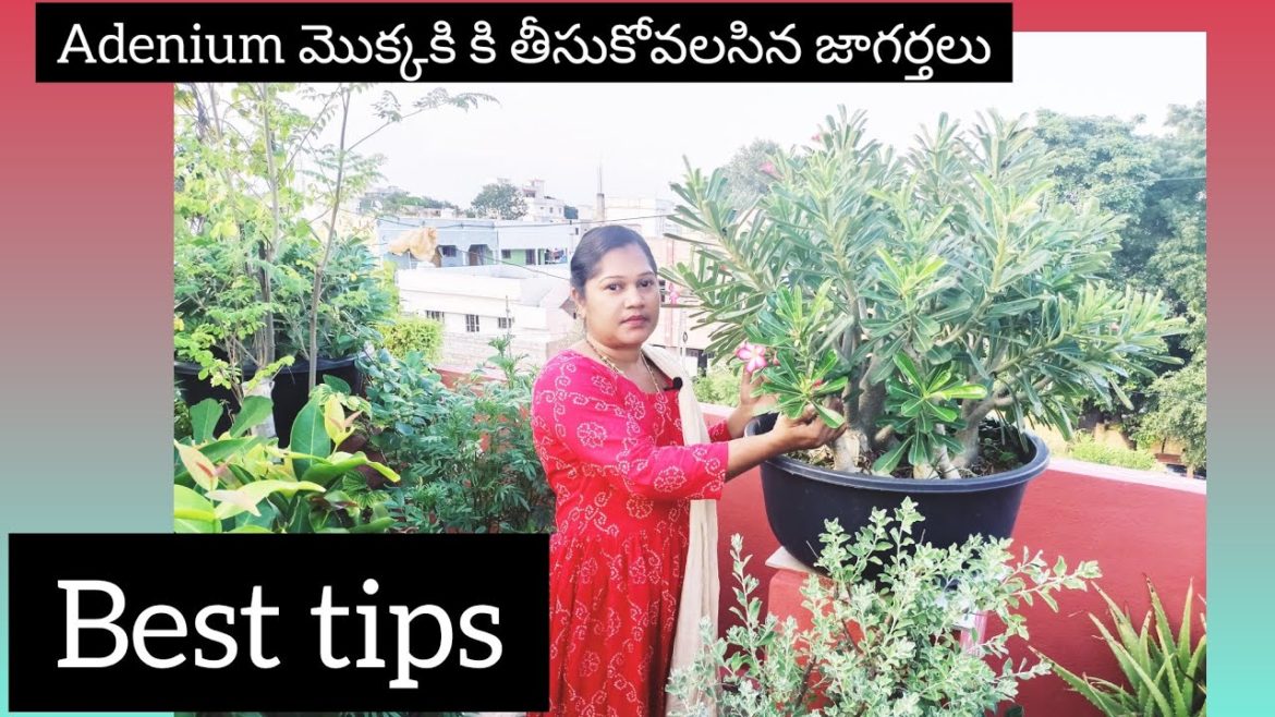 Adenium plant care in telugu | Adenium plant winter care in telugu