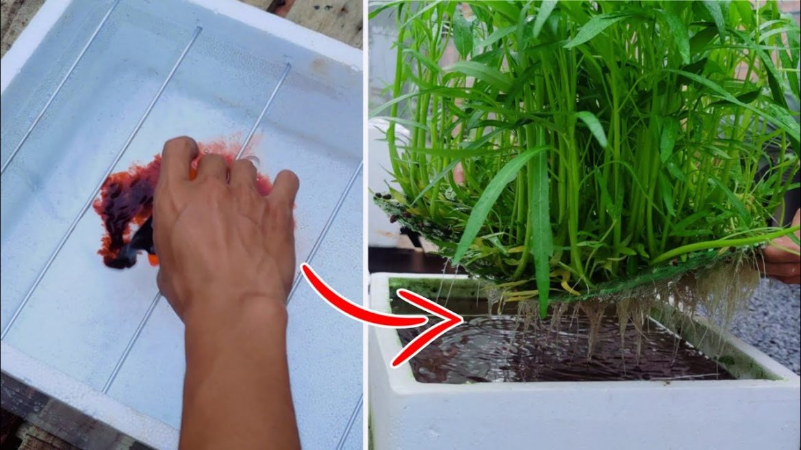 Grow spinach at home spinach form seed in containers , grow spinach in water