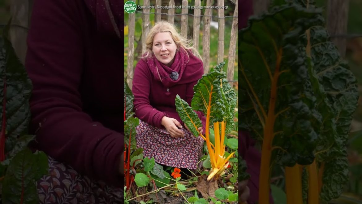 Mangold im Herbst - Garten Tipps @Gartengemüsekiosk #shorts