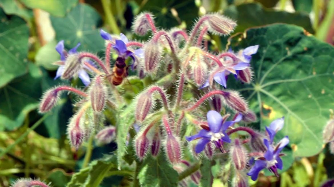 The Garden Gurus - Healthy Soils healthy plants  bugs and grubs community garden