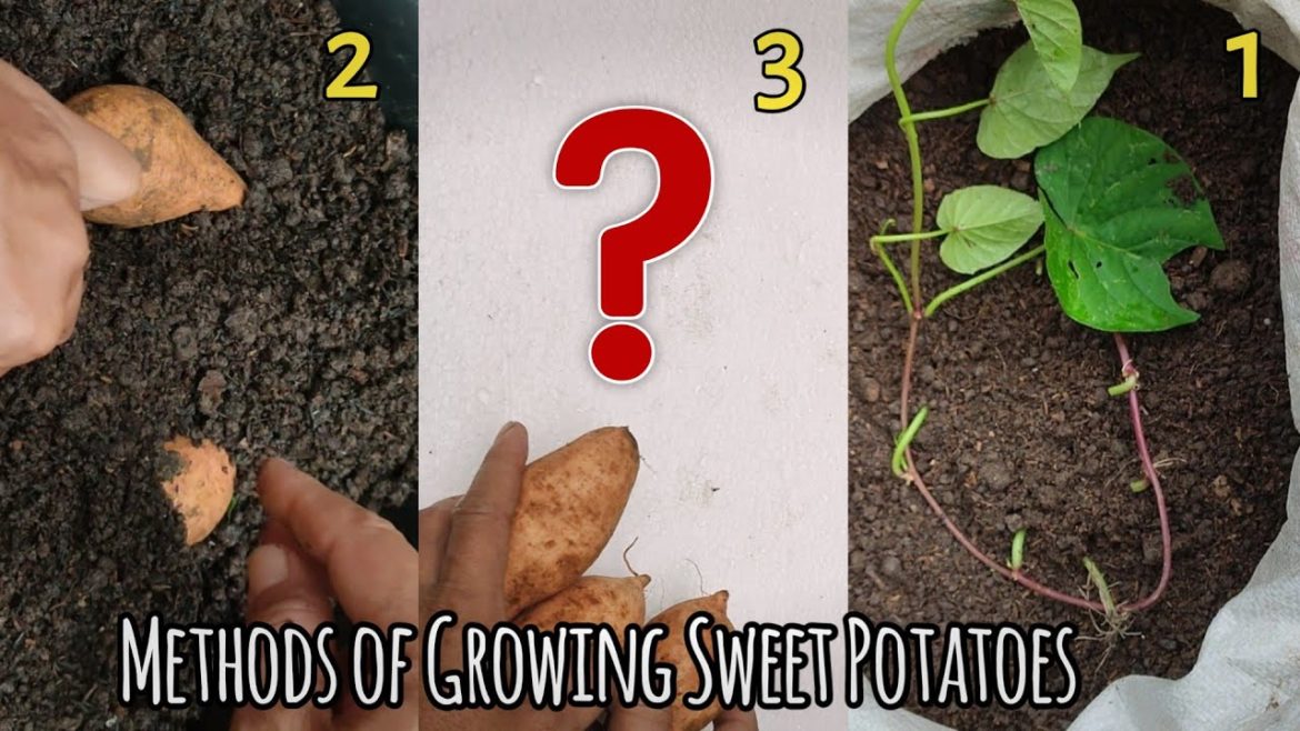 3 Methods Of Growing Sweet Potatoes