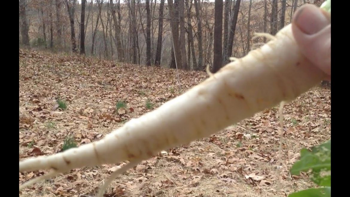 Japanese Minowase Daikon Radish Review