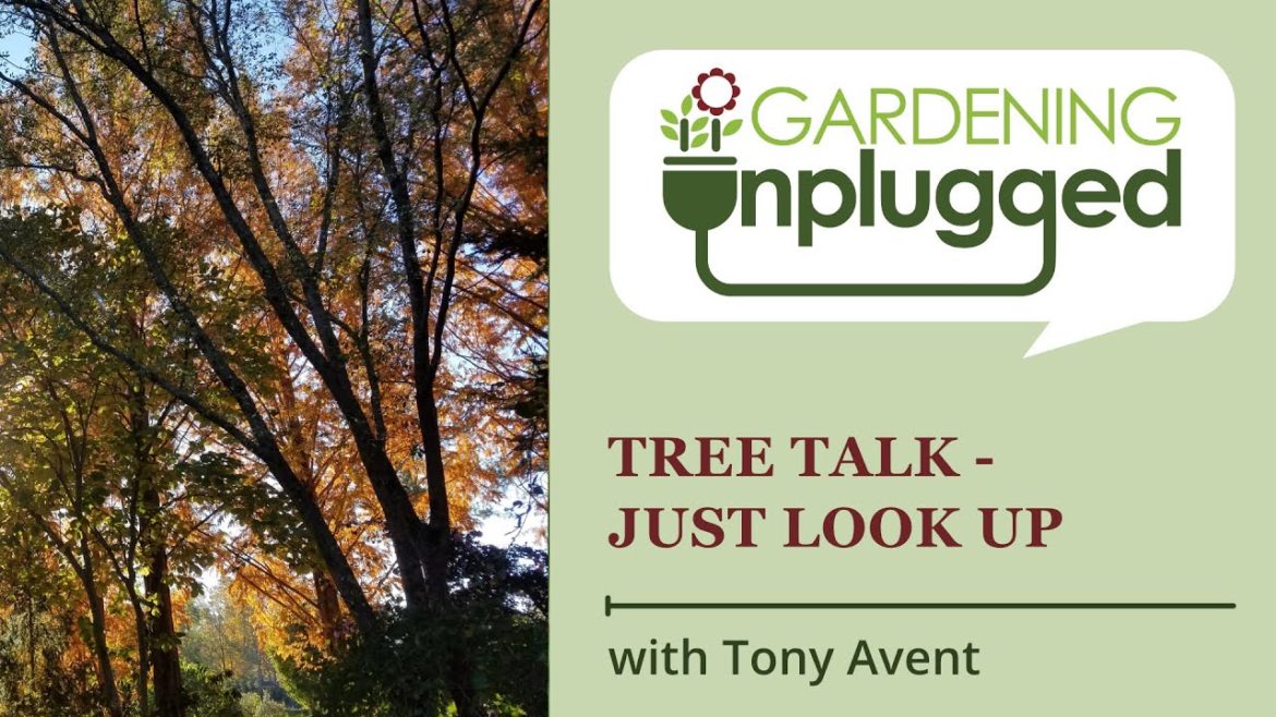 Gardening Unplugged – Tree Talk – Just Look Up, with Tony Avent Gardening Unplugged - Tree Talk - Just Look Up, with Tony Avent