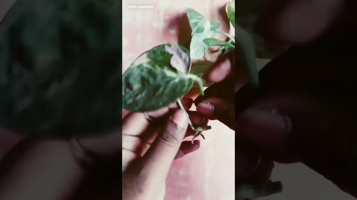 How To Propagate Money Plant | Vikas Gardening | #shorts #moneyplant #pothos