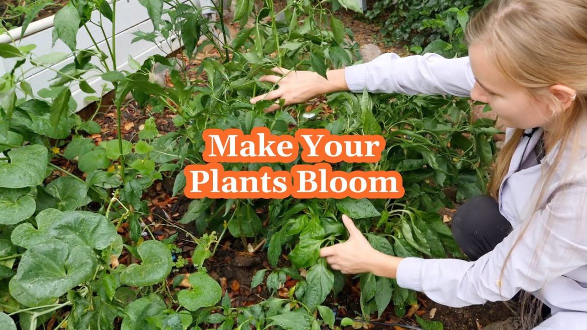 How to Fix Plants That Are Not Producing 🪴🍅👩‍🌾 Lynette Zang's Urban Farm