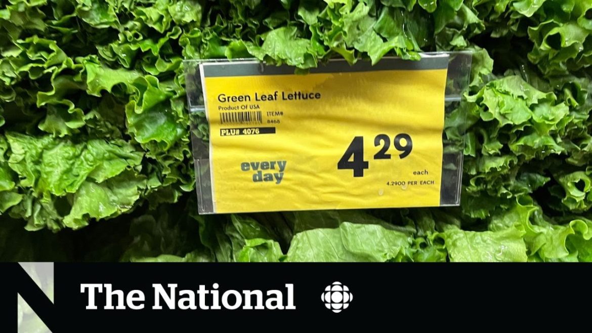 Lettuce prices skyrocket due to crop disease, supply chain issues