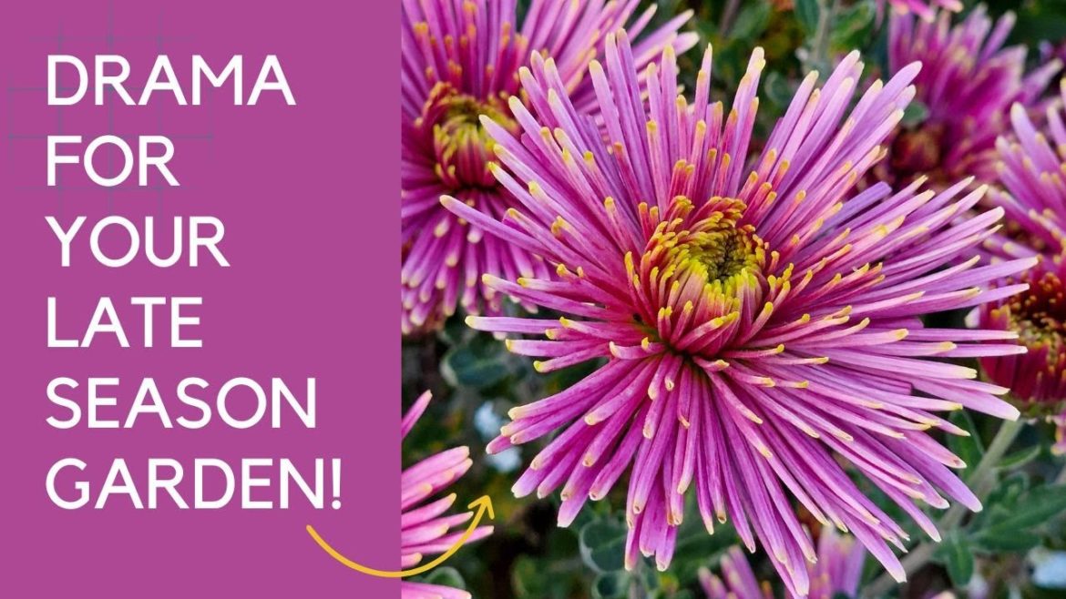 How to grow hardy chrysanthemums – they're much easier than you think! How to grow hardy chrysanthemums - they're much easier than you think!