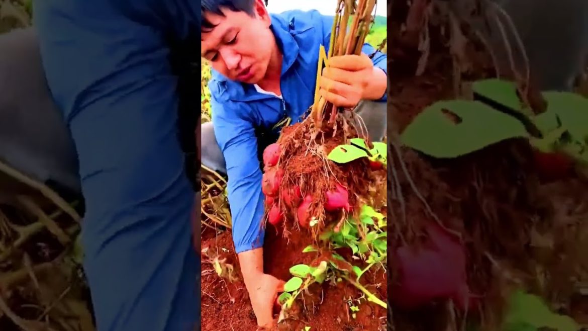 Red Potatoes harvest #agriculture #harvest