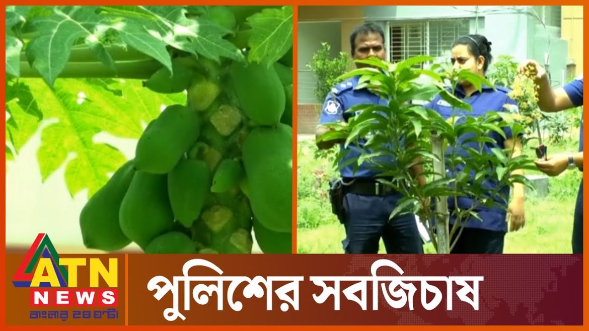 সবজিচাষে পুলিশ সুখি | Naogaon Thana Garden | Bangladesh Police | ATN News