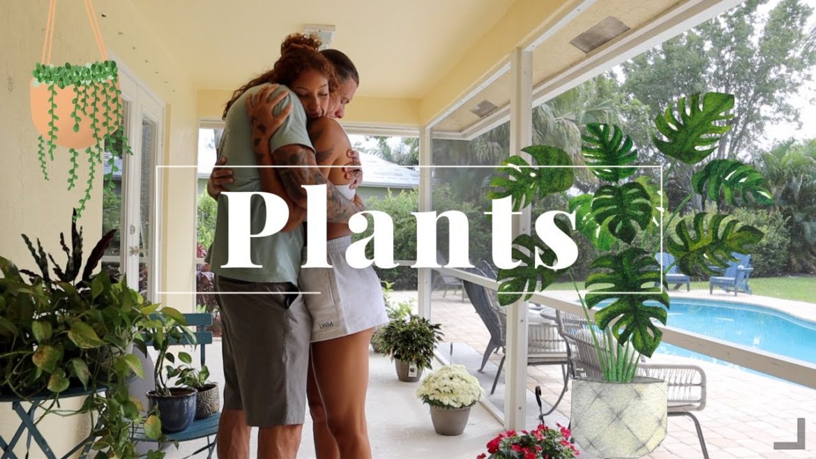 plants plants