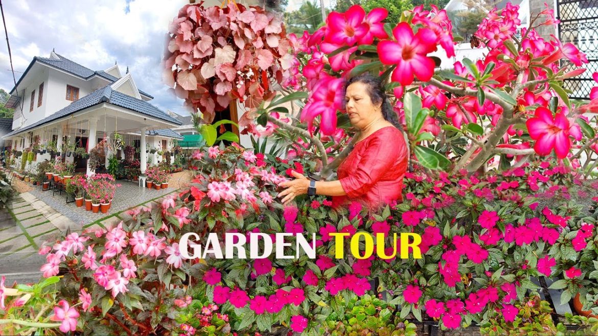 വർഷം  മുഴുവൻ  പൂക്കൾ കൊണ്ട് നിറയുന്ന വീട് || Garden tour || Flowering Garden tour || Garden india വർഷം  മുഴുവൻ  പൂക്കൾ കൊണ്ട് നിറയുന്ന വീട് || Garden tour || Flowering Garden tour || Garden india