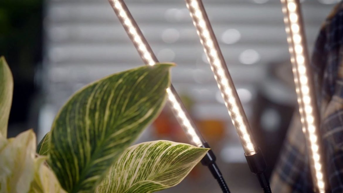 The Garden Gurus - Growing Plants Indoors