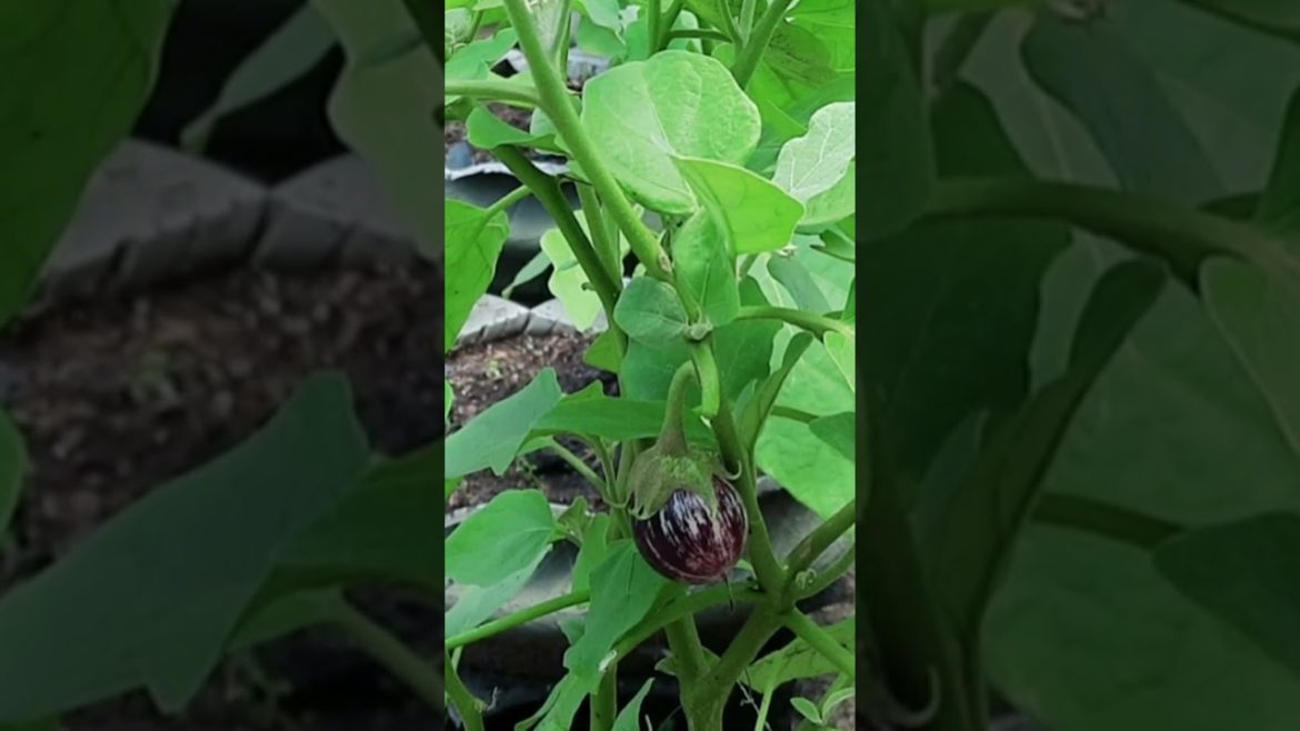 പിണ്ണാക്ക് കൂട്ടങ്ങൾ #krishitips #gardentips #usefulsnippets #shorts