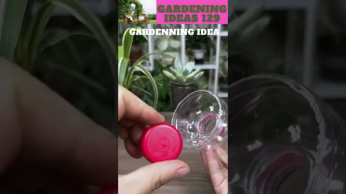 Empty bottles can grow plant like thisππ΄π±πΏπ/gardening ideas π Empty bottles can grow plant like thisππ΄π±πΏπ/gardening ideas π