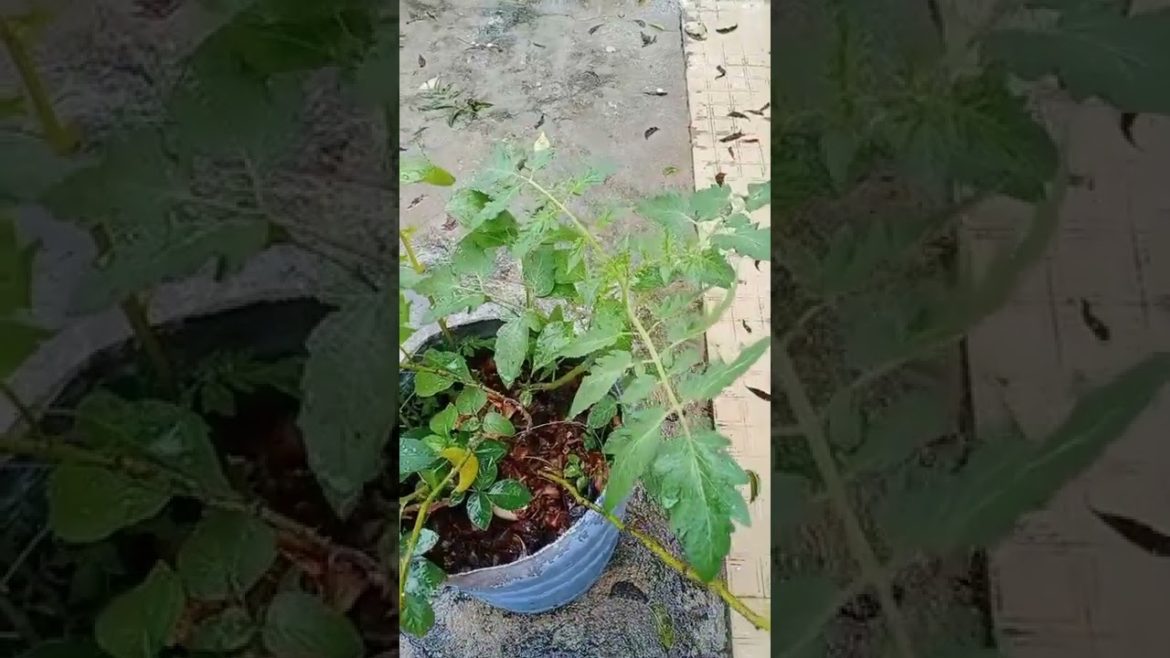 Gardening tips | How to grow rose plant in pots