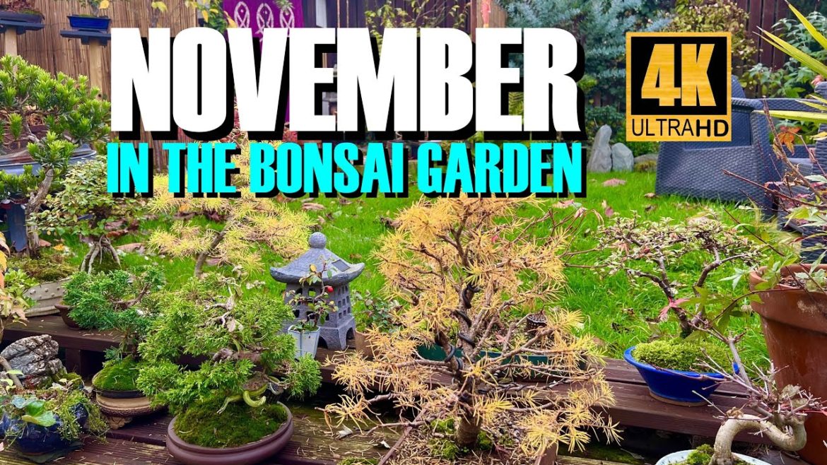 November in The Bonsai Garden