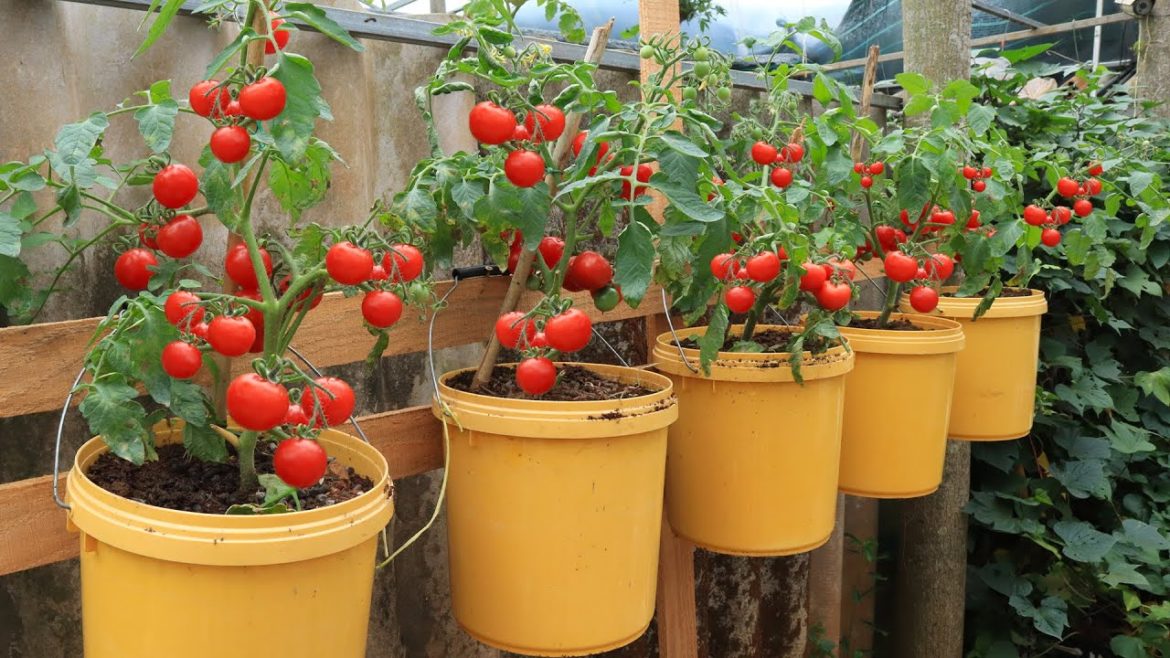 Very delicious and many fruits - Easy to grow without a garden