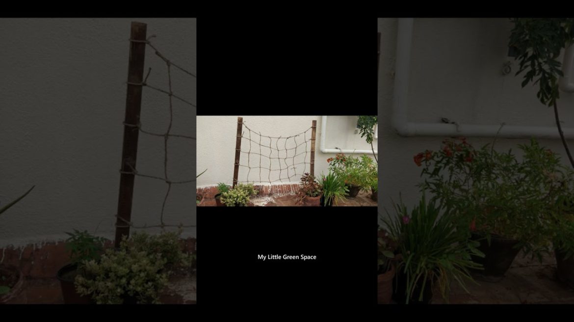 Simple & Easy Trellis for Climbing Plants | #shorts