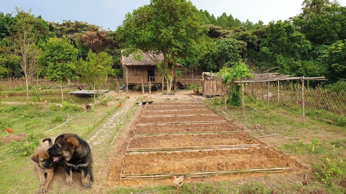 Episode 27 – Vegetable garden design ideas, Live alone with nature Episode 27 - Vegetable garden design ideas, Live alone with nature