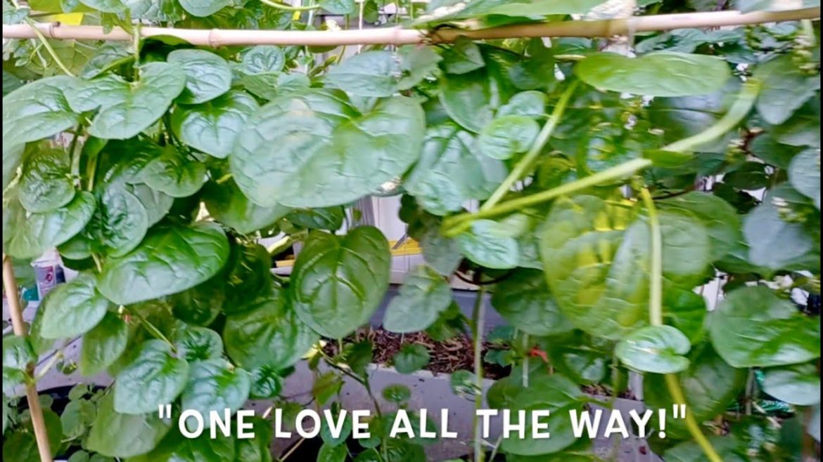 Spinach On Bamboos & Strings