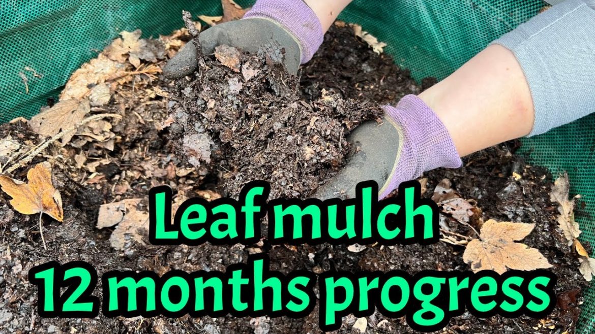 Leaf mulch 12 months on: Composting leaves: Producing peat-free potting compost Leaf mulch 12 months on: Composting leaves: Producing peat-free potting compost