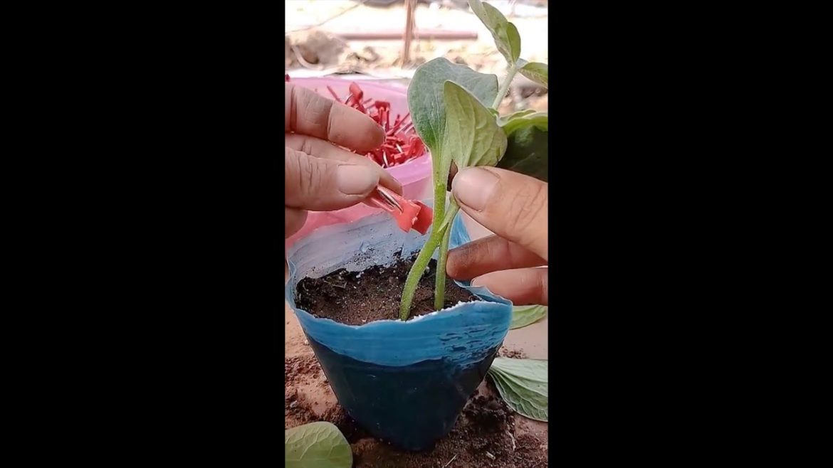 tips for growing melons million views #shorts