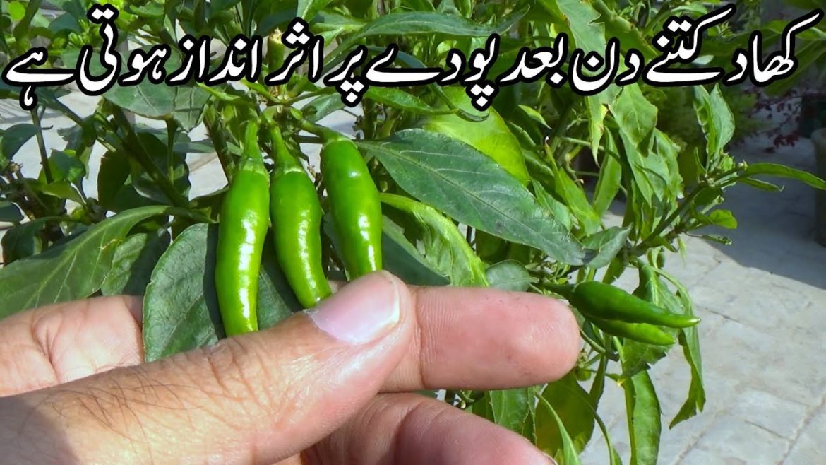 After How Many Days Does the Fertilizer Affect the Plant کھاد کتنے دن بعد پودے پر اثر انداز ہوتی ہے