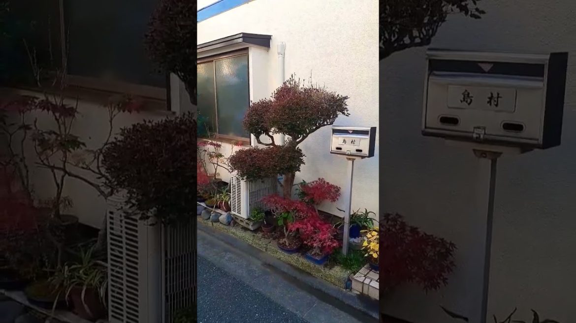 Small Japanese garden